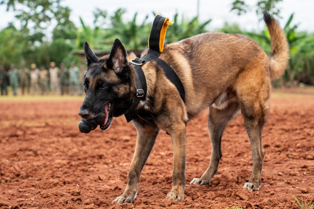 Joint Task Force-Bravo conducts military working dogs bilateral training with Panama’s Policía Nacional