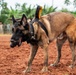 Joint Task Force-Bravo conducts military working dogs bilateral training with Panama’s Policía Nacional