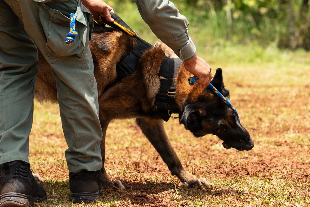 Joint Task Force-Bravo conducts military working dogs bilateral training with Panama’s Policía Nacional