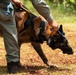 Joint Task Force-Bravo conducts military working dogs bilateral training with Panama’s Policía Nacional