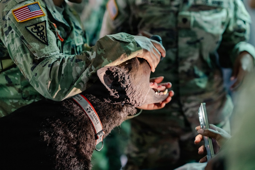 Illinois Army National Guard Medics Train in Lifesaving Canine Casualty Care