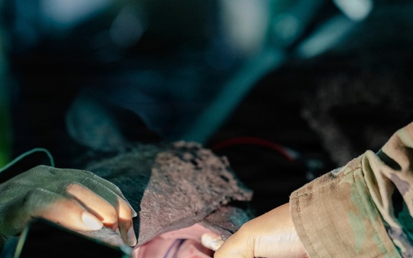 Illinois Army National Guard Medics Train in Lifesaving Canine Casualty Care