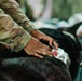 Illinois Army National Guard Medics Train in Lifesaving Canine Casualty Care
