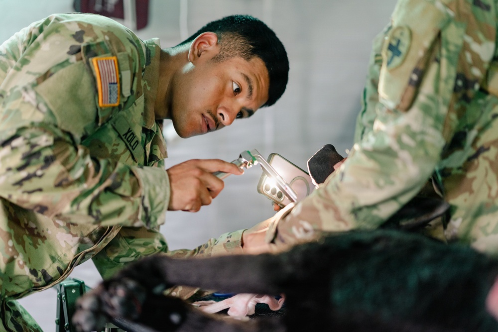 Illinois Army National Guard Medics Train in Lifesaving Canine Casualty Care