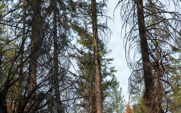 U.S. Army Soldiers from 7th Infantry Division activated as wildland firefighters on the Modrite Fire