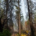 U.S. Army Soldiers from 7th Infantry Division activated as wildland firefighters on the Modrite Fire