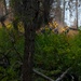 U.S. Army Soldiers from 7th Infantry Division activated as wildland firefighters on the Modrite Fire
