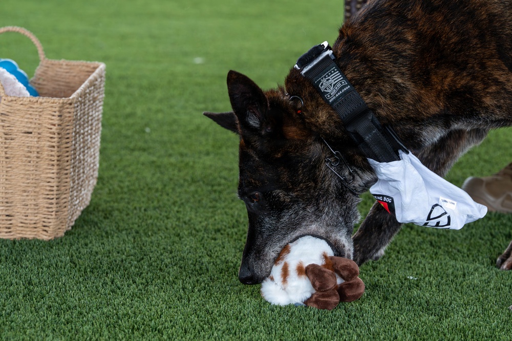 Vandenberg Military Working Dog Ringo B393 Retires From Service