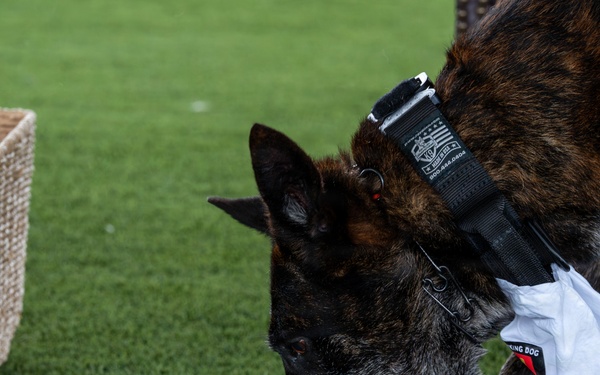 Vandenberg Military Working Dog Ringo B393 Retires From Service