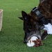 Vandenberg Military Working Dog Ringo B393 Retires From Service
