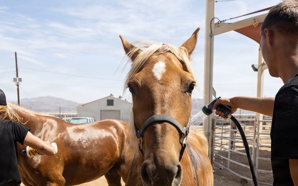 Mounted Color Guard Operations