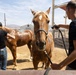 Mounted Color Guard Operations