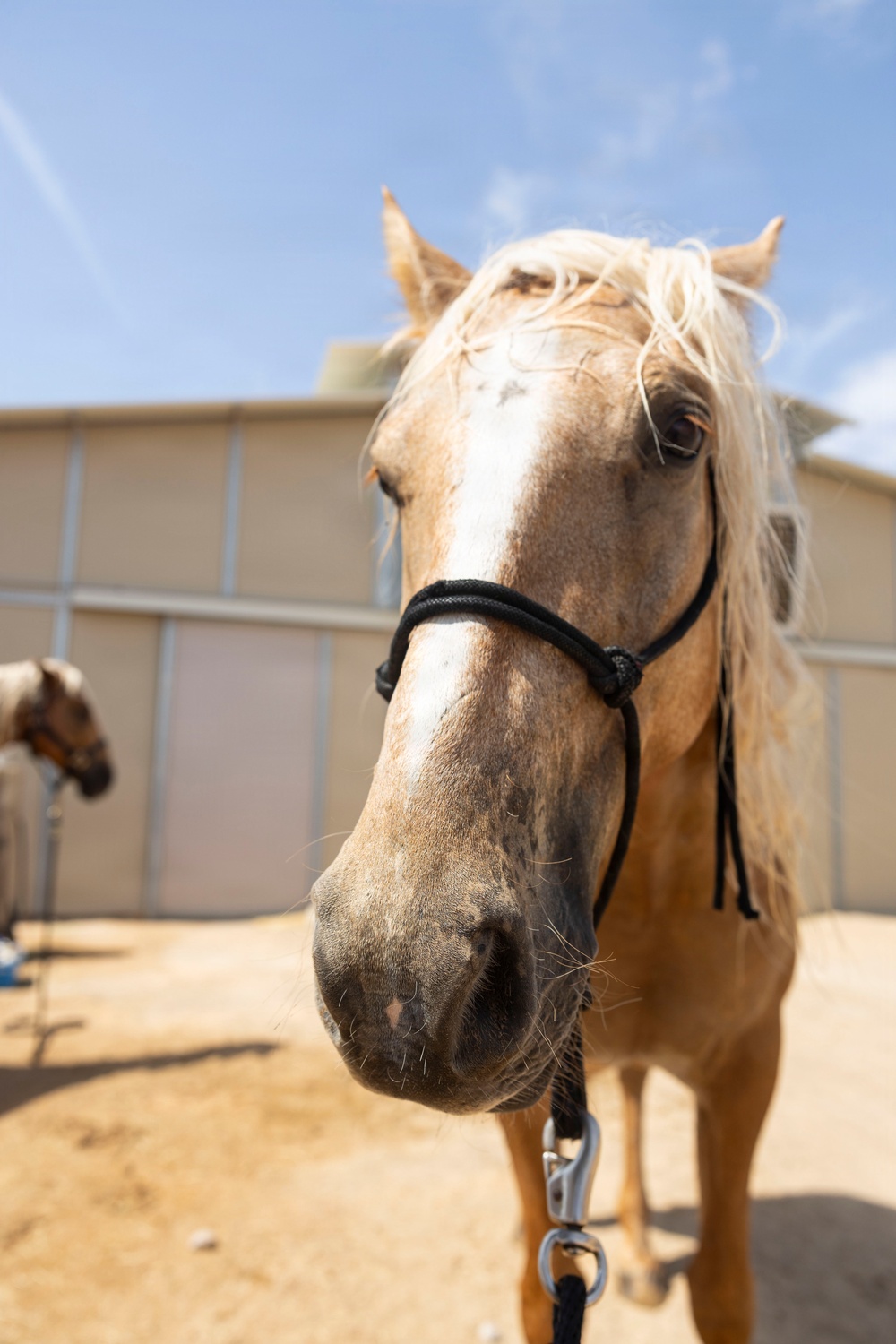 Mounted Color Guard Operations