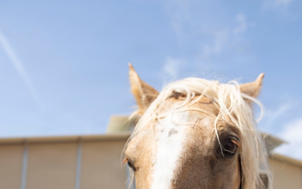 Mounted Color Guard Operations