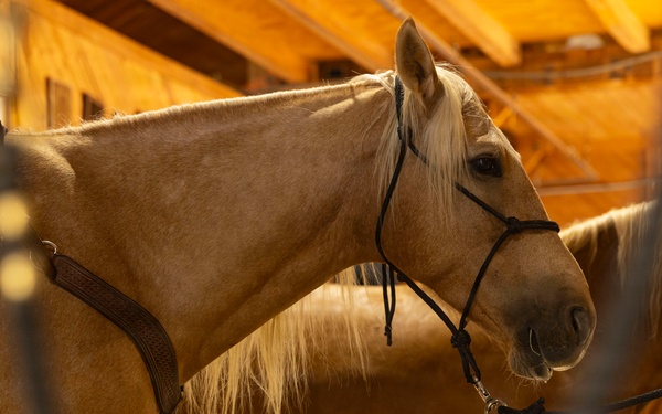 Mounted Color Guard Operations