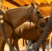 Mounted Color Guard Operations