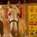 Mounted Color Guard Operations
