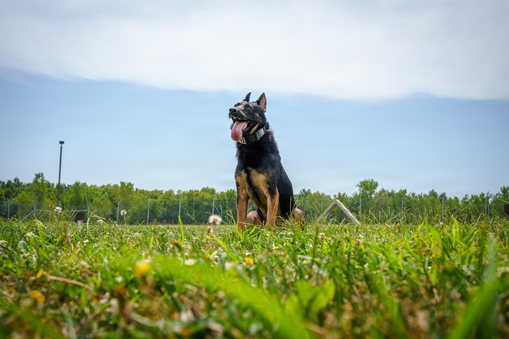 A black and tan German Shepherd dog is sitting upright in an open grassy field with its tongue out, appearing alert and panting. The photo is taken from a low ground-level angle, giving a dramatic perspective with lush green grass in the foreground. The background features a tree line, a chain-link fence, a light pole, and a partly cloudy sky.