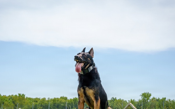 A black and tan German Shepherd dog is sitting upright in an open grassy field with its tongue out, appearing alert and panting. The photo is taken from a low ground-level angle, giving a dramatic perspective with lush green grass in the foreground. The background features a tree line, a chain-link fence, a light pole, and a partly cloudy sky.