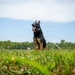 A black and tan German Shepherd dog is sitting upright in an open grassy field with its tongue out, appearing alert and panting. The photo is taken from a low ground-level angle, giving a dramatic perspective with lush green grass in the foreground. The background features a tree line, a chain-link fence, a light pole, and a partly cloudy sky.