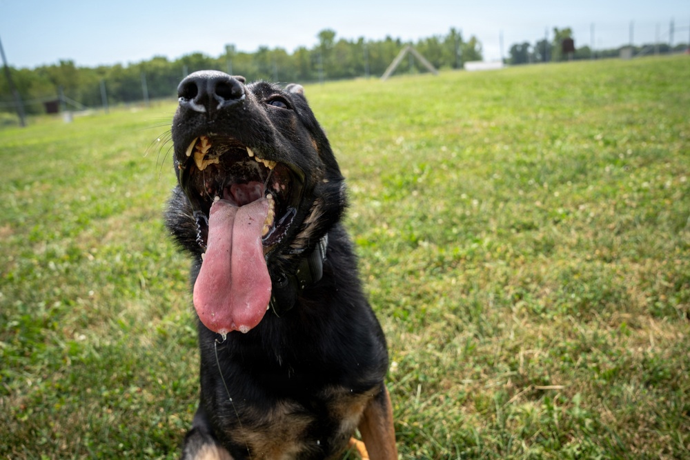 A Rottweiler dog is photographed outdoors in a grassy field on a sunny day. The dog has its mouth wide open with its tongue hanging out, appearing happy and panting, likely after physical activity. The close-up, low-angle shot captures the dog's face in sharp detail against a green lawn background.