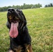 A Rottweiler dog is photographed outdoors in a grassy field on a sunny day. The dog has its mouth wide open with its tongue hanging out, appearing happy and panting, likely after physical activity. The close-up, low-angle shot captures the dog's face in sharp detail against a green lawn background.