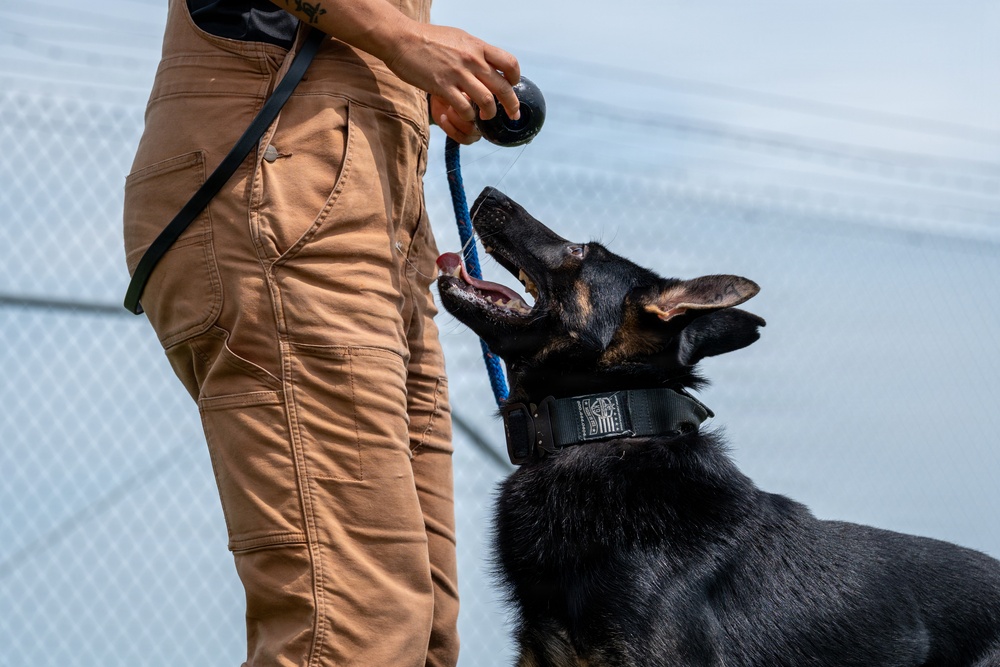 A handler in tan tactical cargo pants is working with a black and tan German Shepherd during what appears to be a training session. The dog is looking up attentively at a black ball being held by the handler, connected by a blue leash. The setting appears to be an enclosed outdoor training area with a chain-link fence visible in the background.