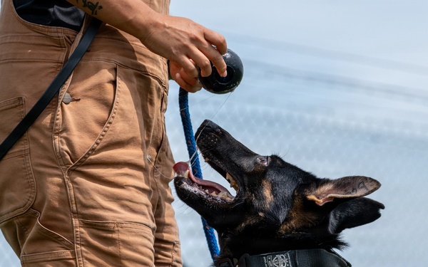 A handler in tan tactical cargo pants is working with a black and tan German Shepherd during what appears to be a training session. The dog is looking up attentively at a black ball being held by the handler, connected by a blue leash. The setting appears to be an enclosed outdoor training area with a chain-link fence visible in the background.