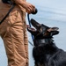 A handler in tan tactical cargo pants is working with a black and tan German Shepherd during what appears to be a training session. The dog is looking up attentively at a black ball being held by the handler, connected by a blue leash. The setting appears to be an enclosed outdoor training area with a chain-link fence visible in the background.