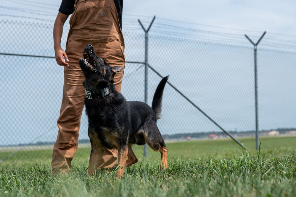 A black and tan German Shepherd dog is looking up attentively at a handler wearing brown Carhartt overalls and a black shirt. The scene takes place on a grass field adjacent to a chain-link fence topped with razor/barbed wire, suggesting a secured facility such as a military base or correctional institution. The dog appears to be in an active training or working K9 session.