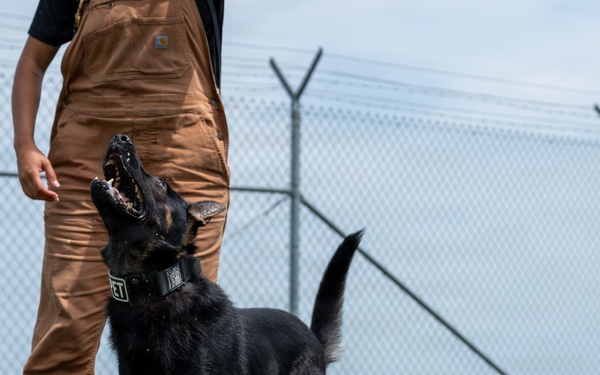 A black and tan German Shepherd dog is looking up attentively at a handler wearing brown Carhartt overalls and a black shirt. The scene takes place on a grass field adjacent to a chain-link fence topped with razor/barbed wire, suggesting a secured facility such as a military base or correctional institution. The dog appears to be in an active training or working K9 session.