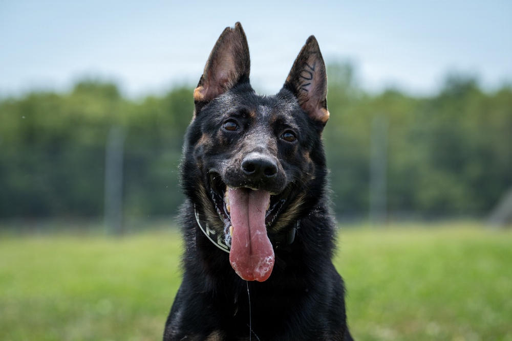 A close-up portrait of a black and tan German Shepherd dog facing the camera with its tongue extended. The dog has erect ears, alert eyes, and appears to be panting in an outdoor setting. Markings are visible on the inner ear, possibly an identification tattoo.