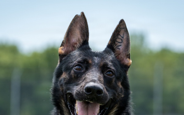 A close-up portrait of a black and tan German Shepherd dog facing the camera with its tongue extended. The dog has erect ears, alert eyes, and appears to be panting in an outdoor setting. Markings are visible on the inner ear, possibly an identification tattoo.