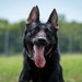 A close-up portrait of a black and tan German Shepherd dog facing the camera with its tongue extended. The dog has erect ears, alert eyes, and appears to be panting in an outdoor setting. Markings are visible on the inner ear, possibly an identification tattoo.