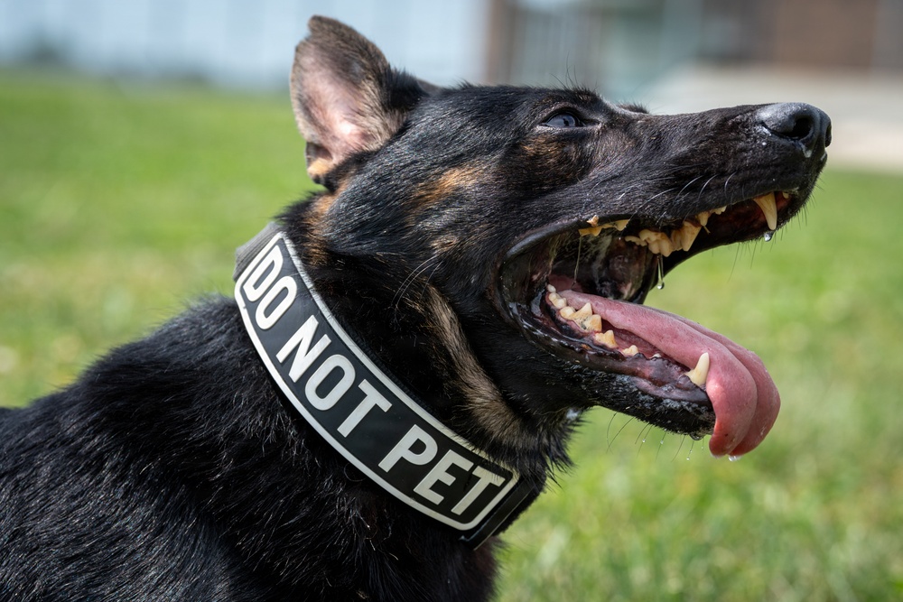 A close-up photograph of a large black and tan German Shepherd dog with its mouth wide open and tongue extended. The dog is wearing a black collar with white text reading 'DO NOT PET'. The image is taken outdoors with a green grassy background.
