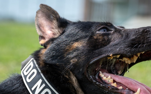 A close-up photograph of a large black and tan German Shepherd dog with its mouth wide open and tongue extended. The dog is wearing a black collar with white text reading 'DO NOT PET'. The image is taken outdoors with a green grassy background.