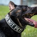 A close-up photograph of a large black and tan German Shepherd dog with its mouth wide open and tongue extended. The dog is wearing a black collar with white text reading 'DO NOT PET'. The image is taken outdoors with a green grassy background.