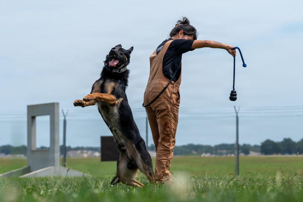 A dog trainer is working with a German Shepherd on a grass training field. The dog is rearing up on its hind legs while the handler holds a training toy or reward tool extended away from the dog. The setting appears to be a professional K9 training facility with fencing and training obstacles visible in the background.