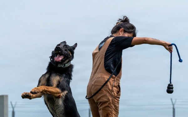 A dog trainer is working with a German Shepherd on a grass training field. The dog is rearing up on its hind legs while the handler holds a training toy or reward tool extended away from the dog. The setting appears to be a professional K9 training facility with fencing and training obstacles visible in the background.