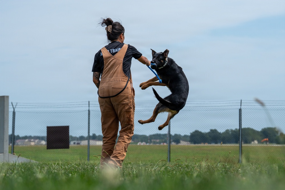 A dog trainer is working with a black and tan German Shepherd in an outdoor training field. The trainer, wearing brown overalls and a black shirt with 'TRAIN' visible on the back, is holding a blue tug toy while the dog leaps into the air to grab it. The setting appears to be a secured facility with chain-link fencing and an open grassy field.