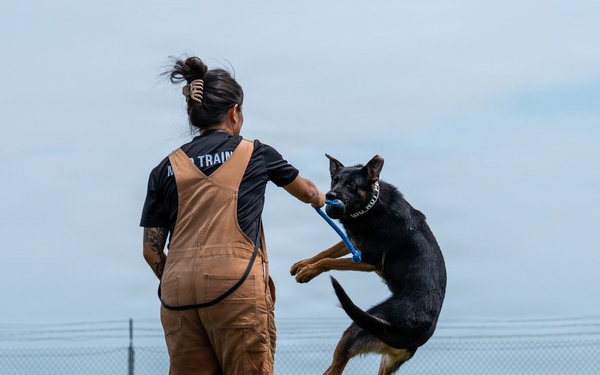 A dog trainer is working with a black and tan German Shepherd in an outdoor training field. The trainer, wearing brown overalls and a black shirt with 'TRAIN' visible on the back, is holding a blue tug toy while the dog leaps into the air to grab it. The setting appears to be a secured facility with chain-link fencing and an open grassy field.