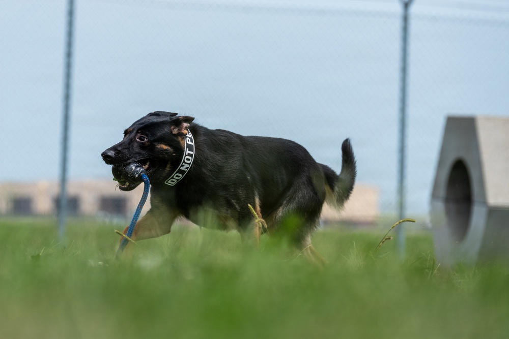 A black and tan German Shepherd dog is running across a grassy field while carrying a blue rope toy with a ball attached in its mouth. The dog is wearing a collar that reads 'DO NOT PET', suggesting it is likely a working or service dog. The background shows a fenced outdoor training or exercise area with a concrete tunnel obstacle visible.