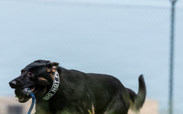 A black and tan German Shepherd dog is running across a grassy field while carrying a blue rope toy with a ball attached in its mouth. The dog is wearing a collar that reads 'DO NOT PET', suggesting it is likely a working or service dog. The background shows a fenced outdoor training or exercise area with a concrete tunnel obstacle visible.