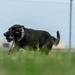 A black and tan German Shepherd dog is running across a grassy field while carrying a blue rope toy with a ball attached in its mouth. The dog is wearing a collar that reads 'DO NOT PET', suggesting it is likely a working or service dog. The background shows a fenced outdoor training or exercise area with a concrete tunnel obstacle visible.