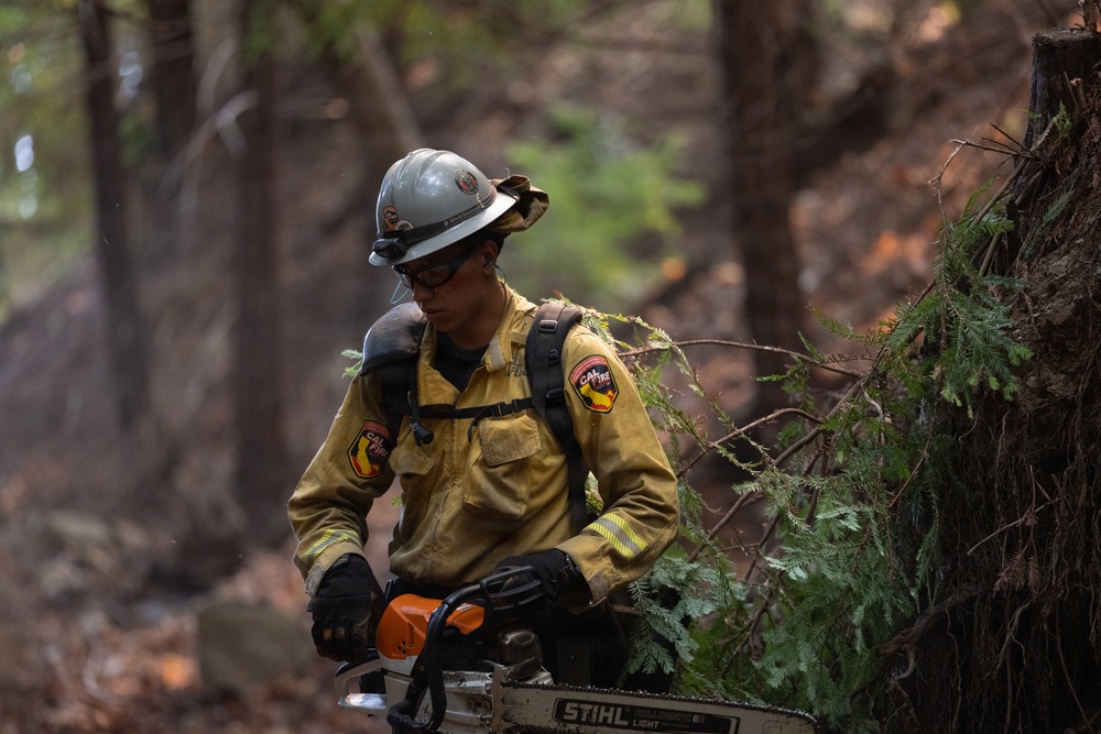 A CAL FIRE firefighter is working in a forest setting, operating a Stihl chainsaw near fallen or uprooted tree debris. The firefighter is wearing full wildland firefighting gear including a white helmet, yellow Nomex jacket with CAL FIRE patches, gloves, and safety glasses. The scene suggests active fire suppression or fuel reduction work in a wooded area.