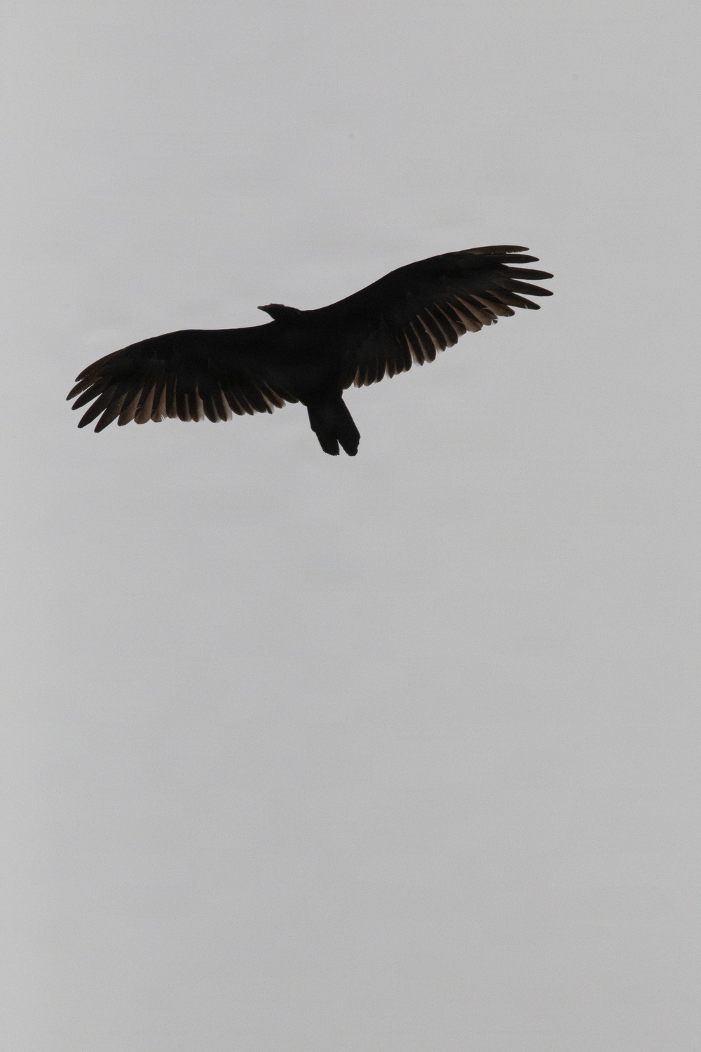 A large bird of prey is captured in silhouette against an overcast, uniformly gray sky. The bird is photographed from below with wings fully spread in a soaring position. The dark coloration and wing shape suggest it may be a vulture or large raptor.