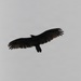 Big Sur Bird