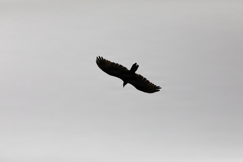 A large bird is captured in silhouette against an overcast, uniformly gray sky. The bird is in active flight with wings fully extended and spread, showing distinct primary feathers at the wingtips. The dark silhouette and wing shape suggest a large raptor or soaring bird species.