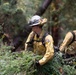 Timber Fire