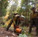Timber Fire
